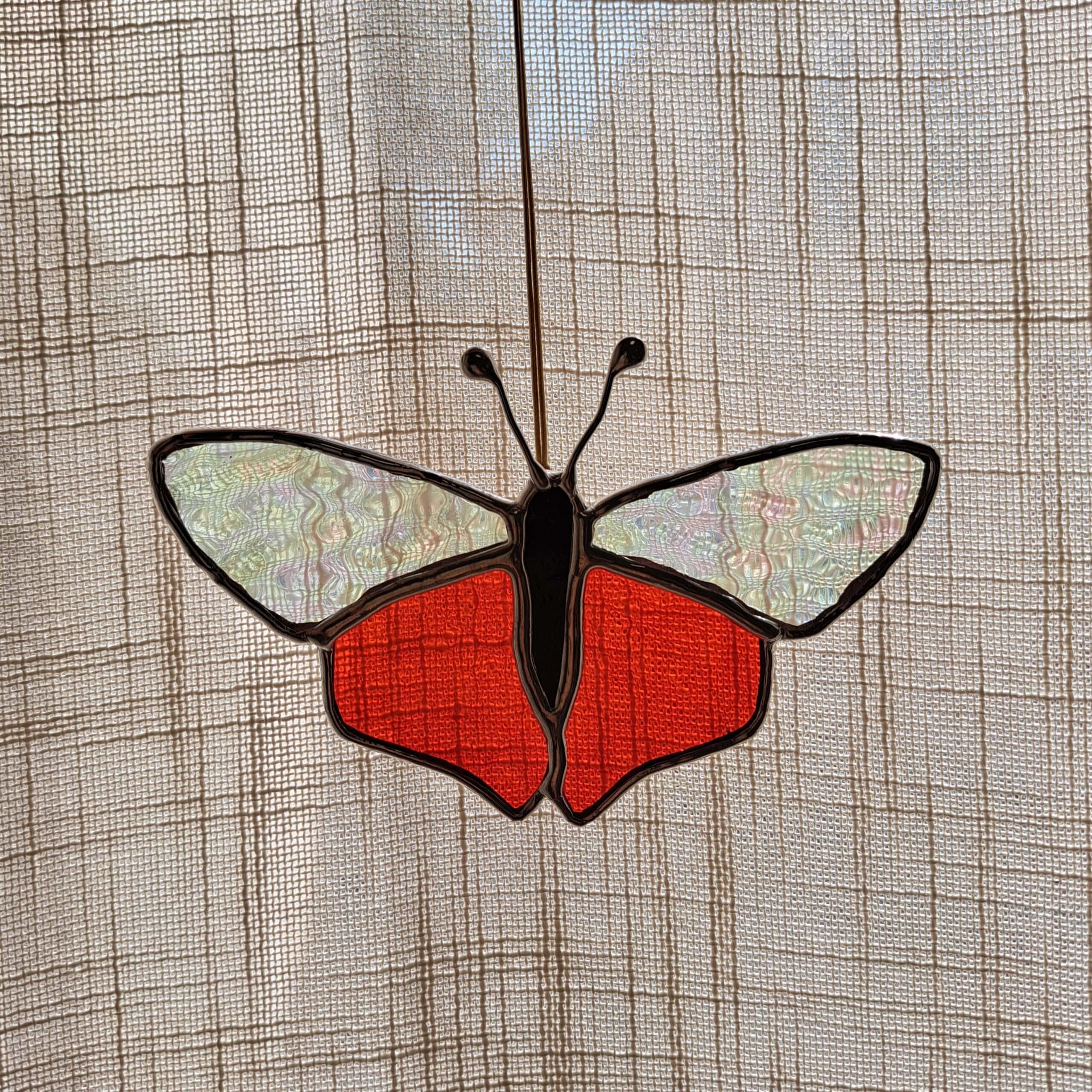 Papillon timide – Image 6
