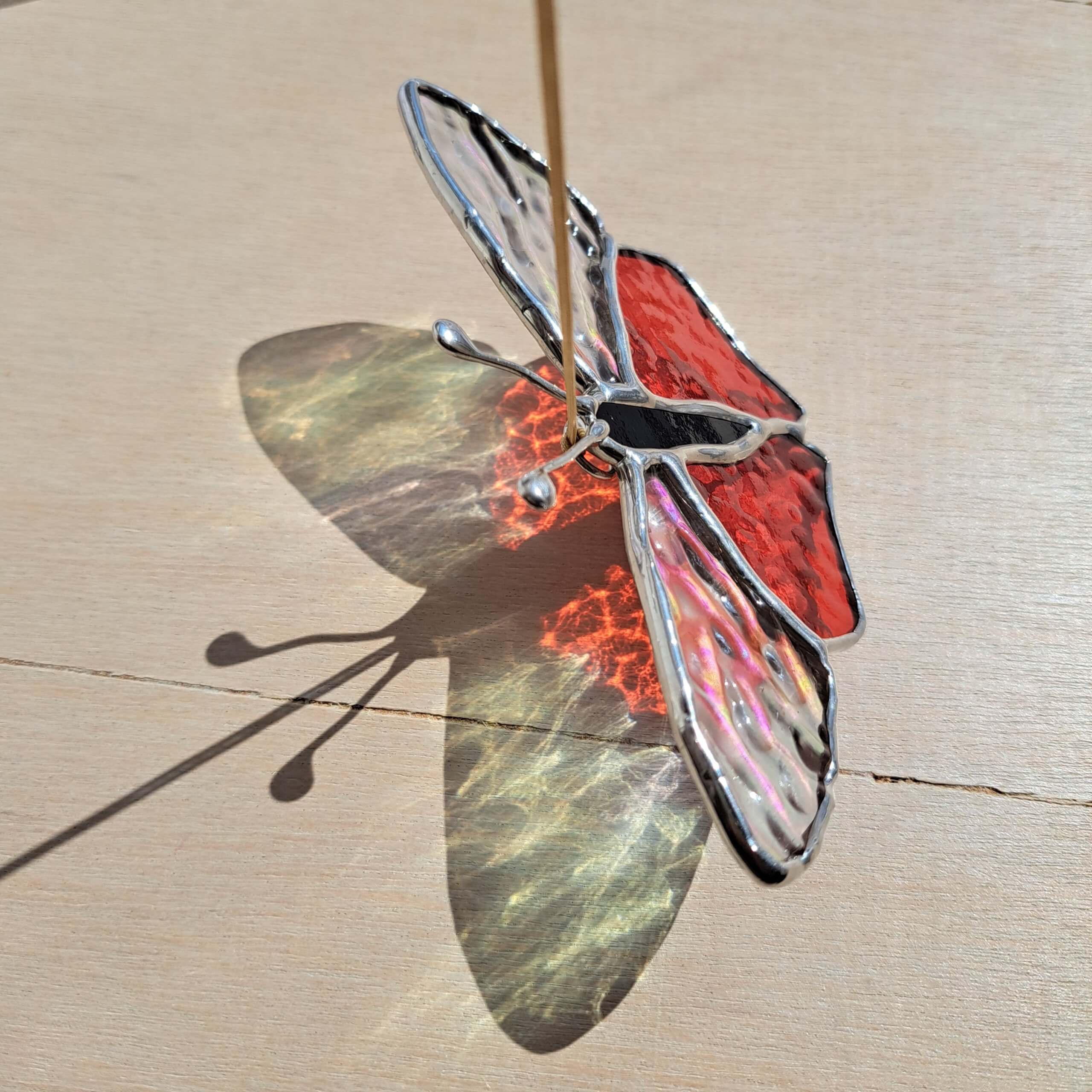 Papillon timide – Image 5