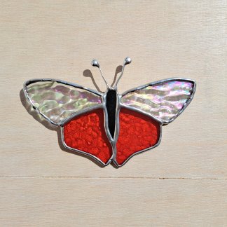 Papillon timide