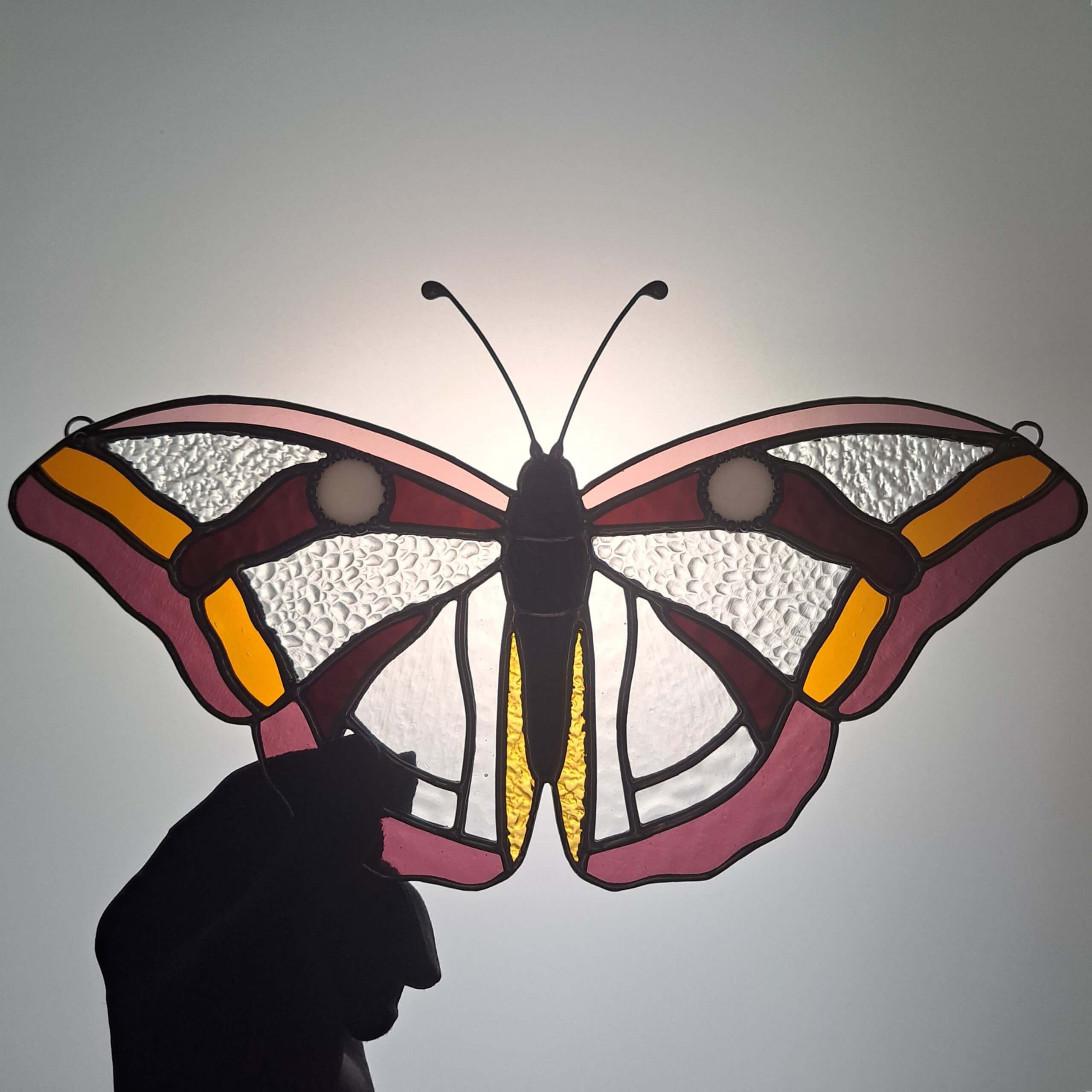 Papillon transparent – Image 6