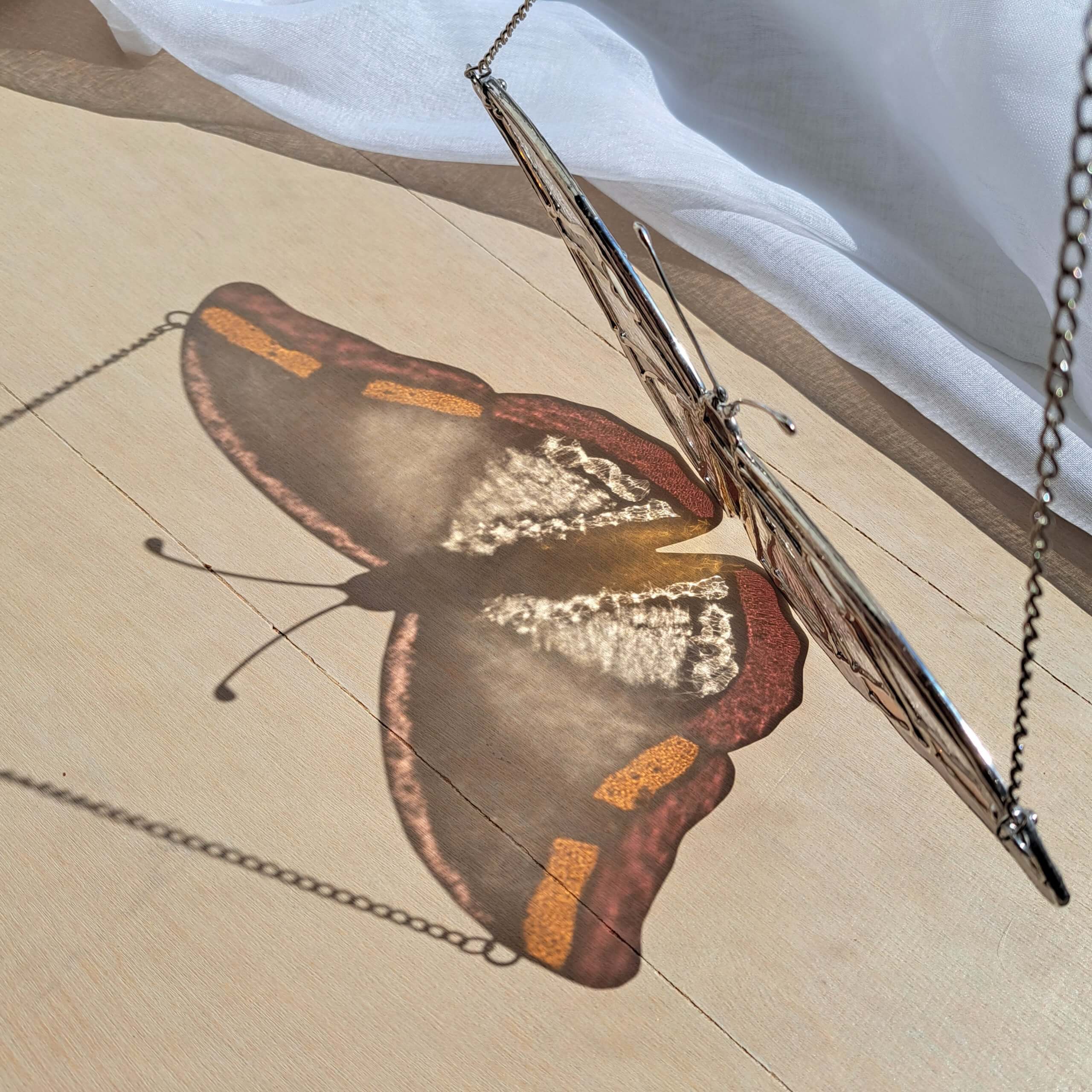 Papillon transparent – Image 5